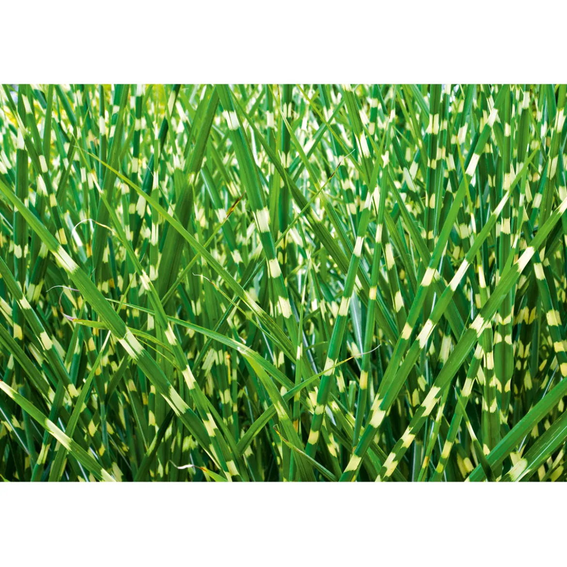 PlantiflorSolitär-Gräser Topf Durchmesser 23 cm