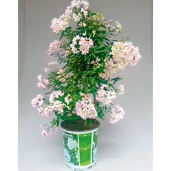 PlantiflorSommerjasmin Pyramide Topf Durchmesser 19 cm