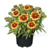 PlantiflorStauden Topf- Durchmesser 17 cm
