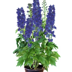 PlantiflorStaude P19 verschiedene Sorten