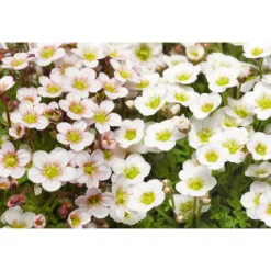 PlantiflorSteingartenstauden im Topf Durchmesser 13 cm