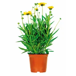 PlantiflorSteingartenstauden im Topf Durchmesser 13 cm