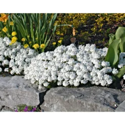 PlantiflorSteingartenstauden im Topf Durchmesser 13 cm