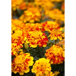 PlantiflorTagetes Topf Durchmesser 10,5 cm