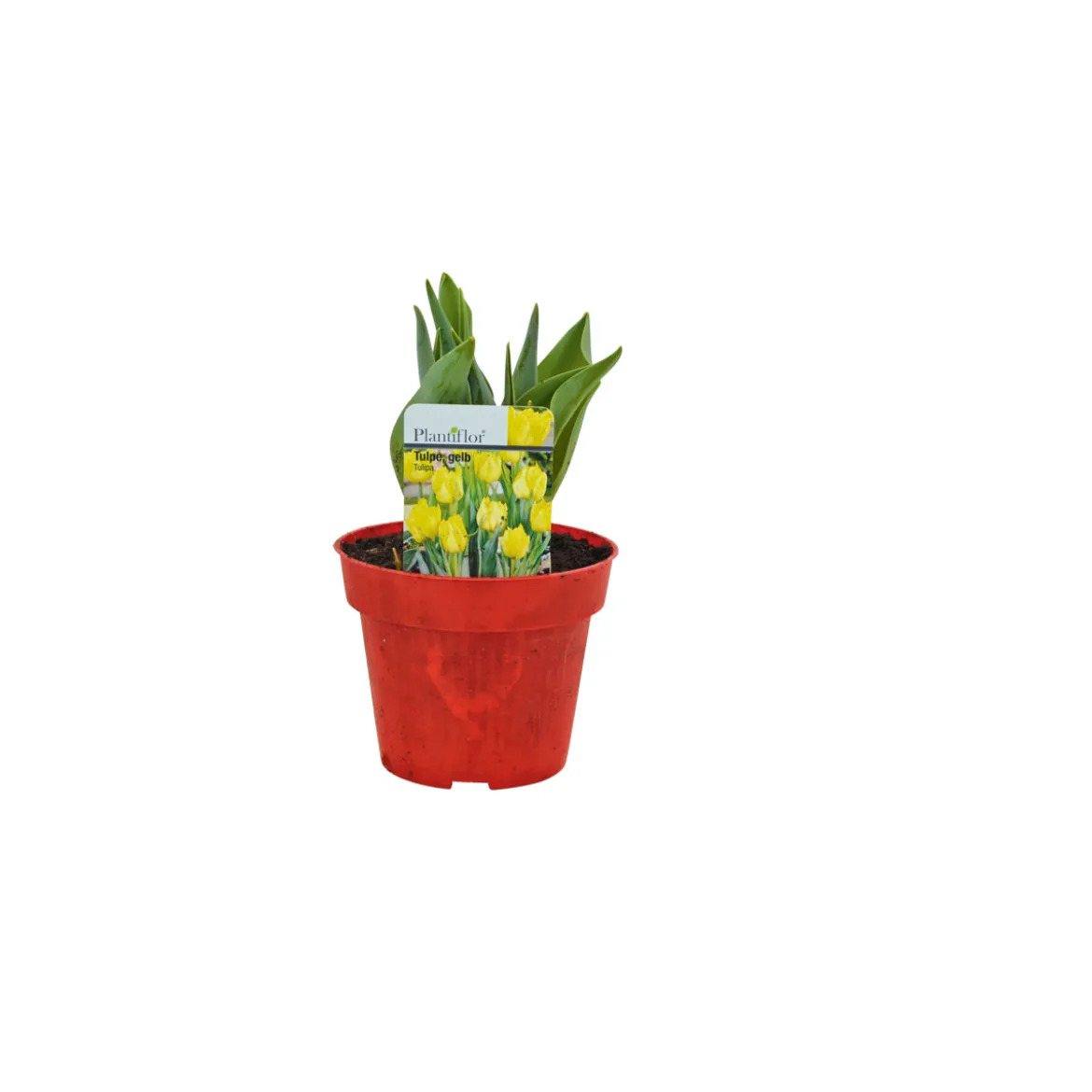Plantiflor Tulpen Topf Durchmesser 10,5 cm