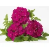 PlantiflorVerbene Temari weiß und rosa/rot T10,5