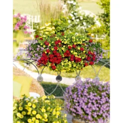 PlantiflorVerbene Temari weiß und rosa/rot T10,5