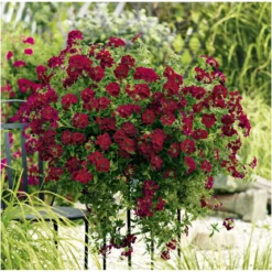 PlantiflorVerbene Temari weiß und rosa/rot T10,5