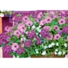 PlantiflorVerbene verschiedene Farben T13