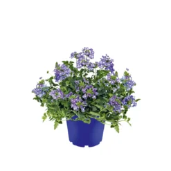 PlantiflorVerbene verschiedene Farben T13
