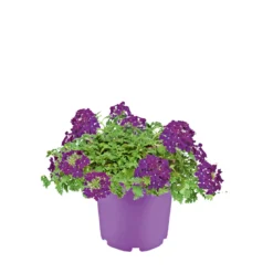PlantiflorVerbene verschiedene Farben T13