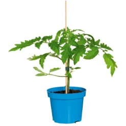 Plantiflor Veredelte Salattomate Topf Durchmesser 12 cm