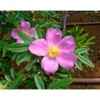 PlantiflorWildrose Biene Maja Topf Durchmesser 17 cm