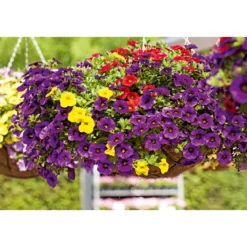 PlantiflorZauberglöckchen, Topf Ø 13 cm