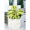 Plantiflor Zwergpfeffer bunt 15-20 cm T12
