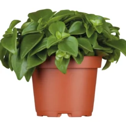 Plantiflor Zwergpfeffer grün 15-20 cm T12