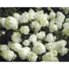 Rispenhortensie Living Creations Topf- Durchmesser 23 cm