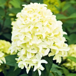 Rispenhortensie Living Creations Topf- Durchmesser 23 cm