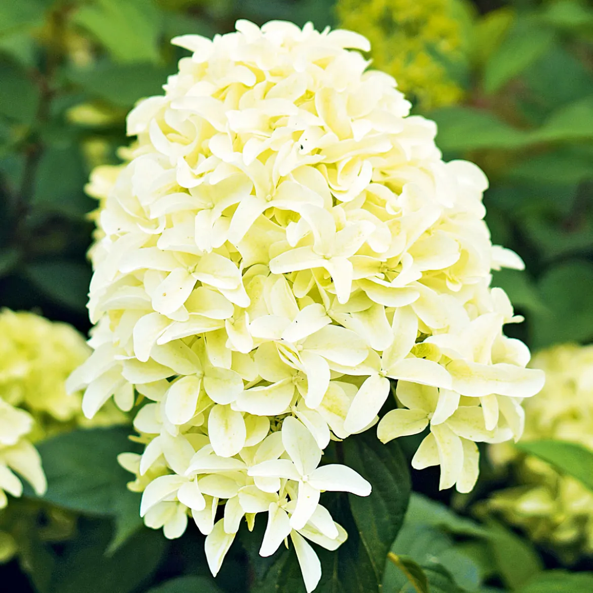 Rispenhortensie Living Creations Topf- Durchmesser 23 cm