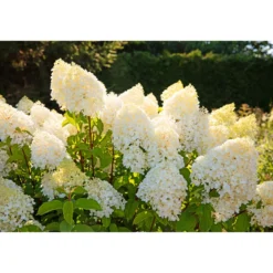 Rispenhortensie Living Creations Topf- Durchmesser 23 cm