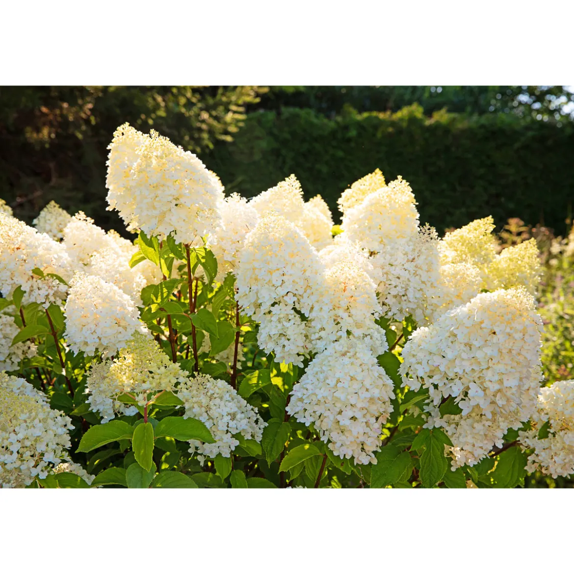 Rispenhortensie Living Creations Topf- Durchmesser 23 cm