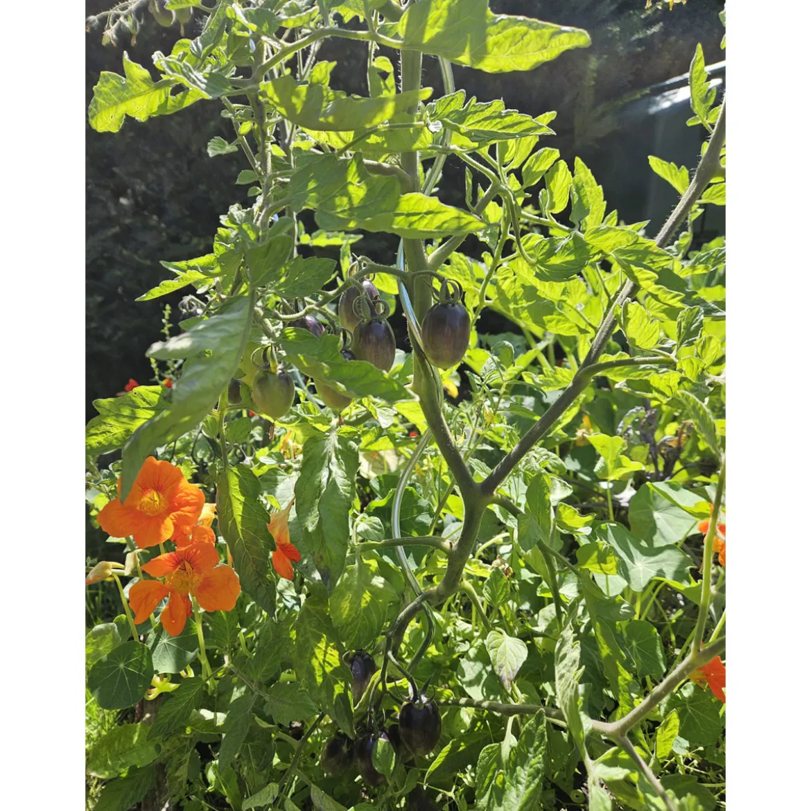 Schwarze Cocktailtomate "Black Moon" Topf Durchmesser T10,5