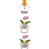 Seramis Spezial-Substrat für Orchideen 7 L