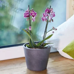 Seramis Spezial-Substrat für Orchideen 7 L