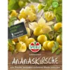 Sperli Ananaskirsche Goldmurmel