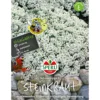 Sperli Steinkraut ngs Schneeteppich