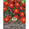 Sperli Studentenblumen Carmen
