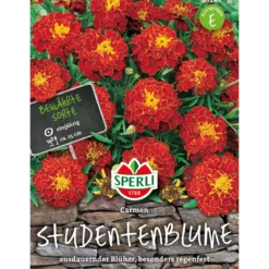 Sperli Studentenblumen Carmen