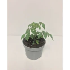 Tomate Perline Bio Antipasti