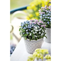 Vergissmeinnicht Trio Topf Durchmesser 13 cm